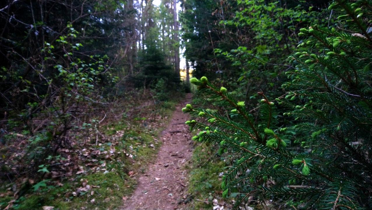 Laufstrecke im Wald
